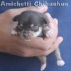 Chihuahua 