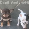 chihuahuapuppies