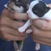 chihuahuapuppies