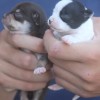 chihuahuapuppies