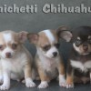 chihuahuapuppies