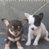 chihuahuapuppies