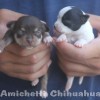 Chihuahua 