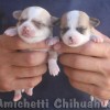 chihuahuapuppies