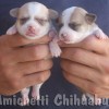 chihuahuapuppies