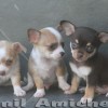 Chihuahua 