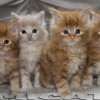 Maine Coon Amicat's