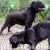 oldebulldoggeamichetti