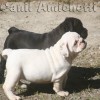 oldebulldoggeamichetti