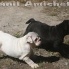 oldebulldoggeamichetti