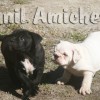 oldebulldoggeamichetti