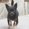 CHIHUAHUA Canil Criador Preço Filhotes do Menor Cão do Mundo