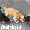 CHIHUAHUA Canil Criador Preço Filhotes do Menor Cão do Mundo