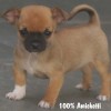 CHIHUAHUA Canil Criador Preço Filhotes do Menor Cão do Mundo