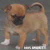 CHIHUAHUA Canil Criador Preço Filhotes do Menor Cão do Mundo