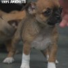 CHIHUAHUA Canil Criador Preço Filhotes do Menor Cão do Mundo