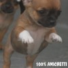 CHIHUAHUA Canil Criador Preço Filhotes do Menor Cão do Mundo