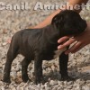 oldebulldoggeamichetti
