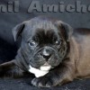 oldebulldoggeamichetti