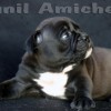 oldebulldoggeamichetti