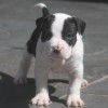 pockett