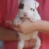 pockett