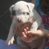 pockett