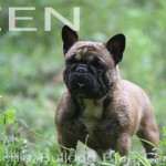 zen16