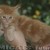 mainecoonkitten