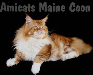 AMICATS MAINE COON GIANT CAT