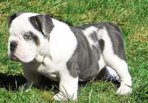 BLUE BULLDOG PETCLUBE