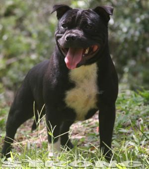 STAFFORDSHIRE BULL TERRIER STRONG