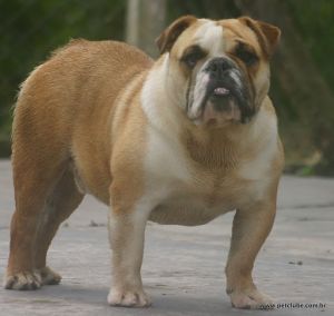 CANIL AMICHETTI BULLDOGS PARRUDOS