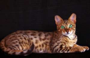 http://www.petclube.com.br/images/morfeoshow/bengal-6944/big/poster2110.jpg