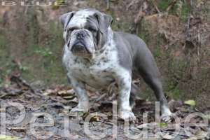 bulldog ingles azul blue bulldog cinza Petclube Bulldog camp F 11 993868744 