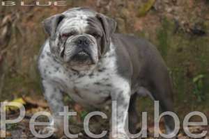 HITHBLUELOW Petclube Bulldog camp