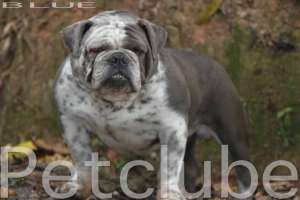 bulldog ingles blue