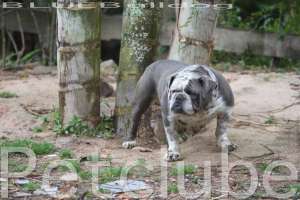 blue bulldogs Petclube bulldog Camp USA Brasil