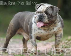 bluebulldogspetclubeWEB