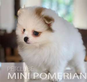 MINIPOM1