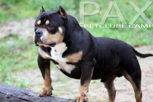 PAXPETCLUBE 