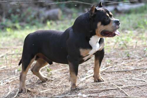 pax t blood american bully 