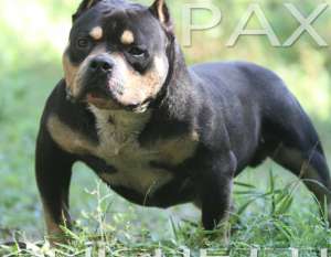 American Bully EXTREME PAX