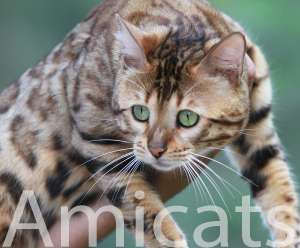 bengal rosettes rosetted rosetas marble spotted amicats