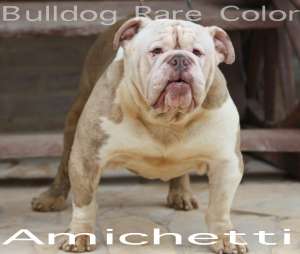 bulldog rare color exotic bulldog