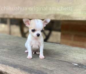 mini toy chihuahua cão menor do mundo amichetti canil criadores Brasil