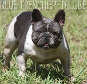 blue bulldog french bulldog usa brasil petclube
