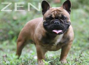 zen frenchie bulldog blue carrier