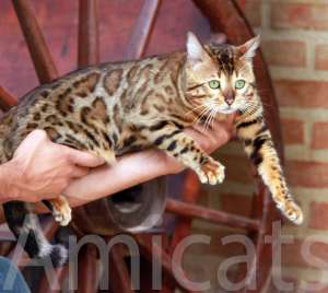 BENGAL   original amicats rosetteds rosetas gatil de gatos bengal cat