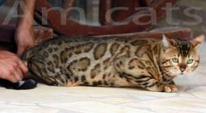 gato mini leopardo mini tigrinho oncinha bengal amicats gatil criador sp